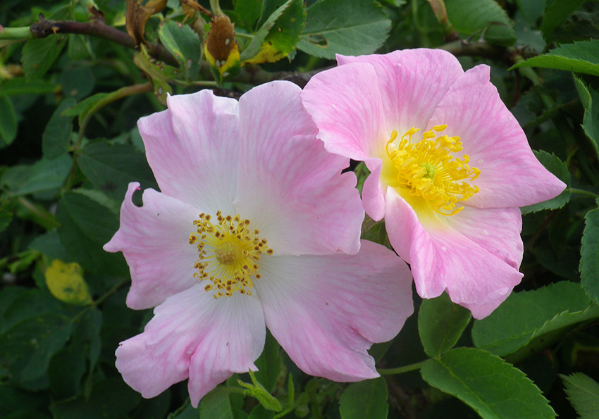  звичайна, або собача (Rosa canina L.)